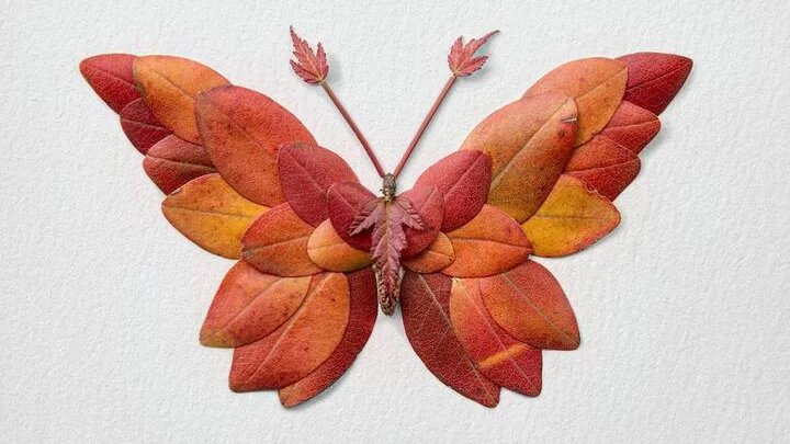 کاربردهای جالب برگ خشک شده گیاهان | عکس