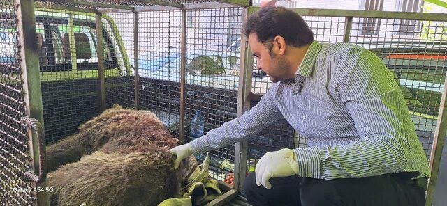 قطع نخاع شدن خرس قهوهای دنا با گلوله + عکس