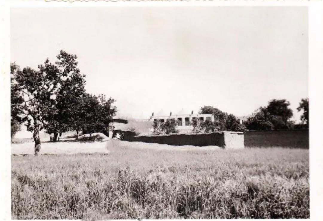 آیین سنتی نخلگردانی در محله چیذر