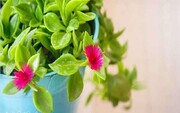 روش تکثیر و نگهداری گل یخ