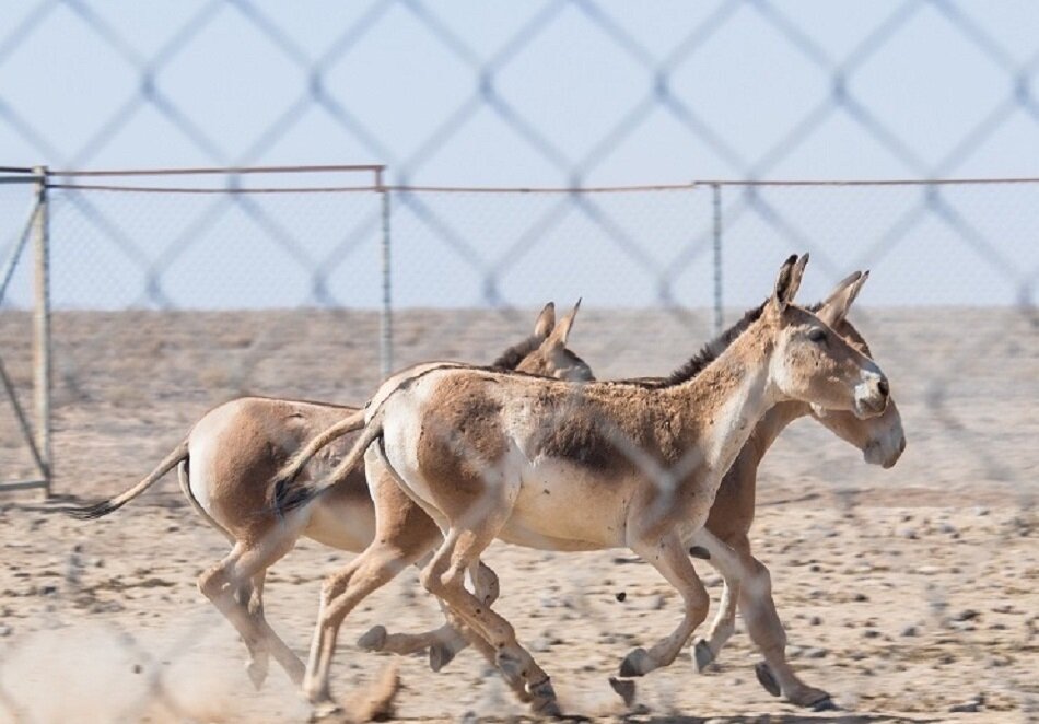 تولد ۴ گورخر ایرانی در پارک ملی کویر | جمعیت گورهای ایرانی افزایش یافت