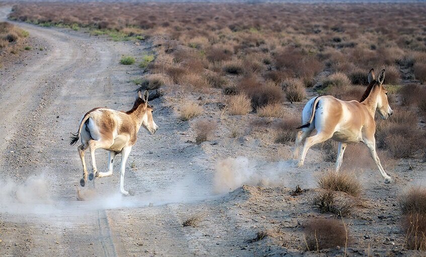 تولد ۴ گورخر ایرانی در پارک ملی کویر | جمعیت گورهای ایرانی افزایش یافت
