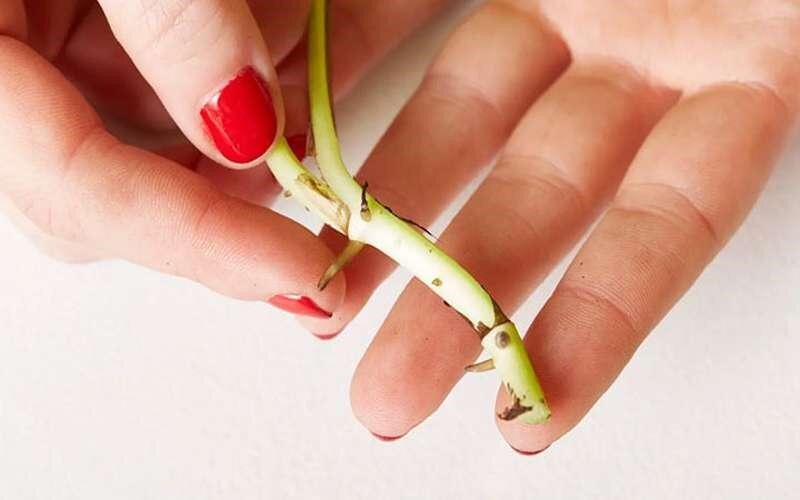 روش تکثیر و نگهداری گل یخ