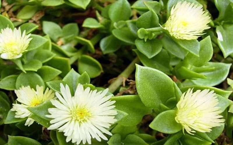 روش تکثیر و نگهداری گل یخ