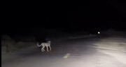 در این جاده آهسته برانید؛ مشاهده ۳ یوزپلنگ وسط جاده + فیلم