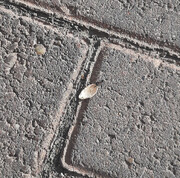 پوست‌ تخمه‌ نادانی | کارهای کوچکی که نباید انجام دهیم