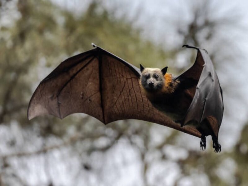 کشف ۲۰ ویروس ناشناخته در خفاش‌های چینی