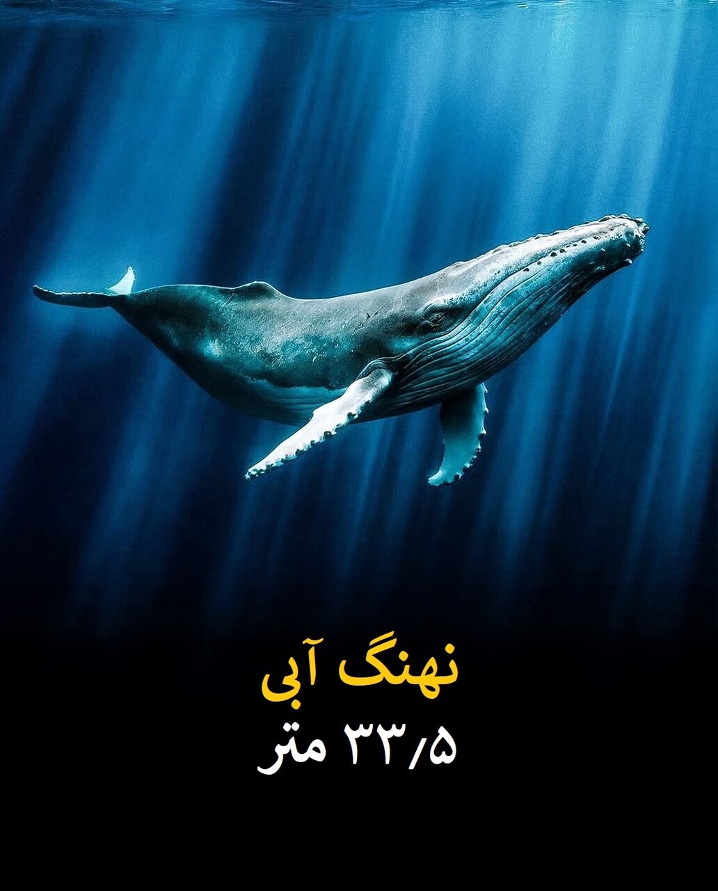 سفر به دنیای بزرگترین حیوانات تاریخ زمین | عکس