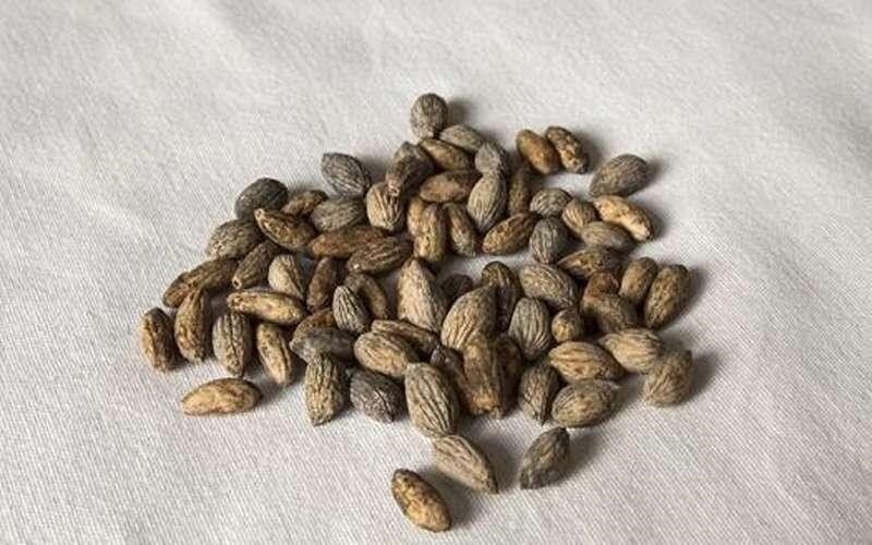 خواص شگفتانگیز هسته زیتون که نمیدانید