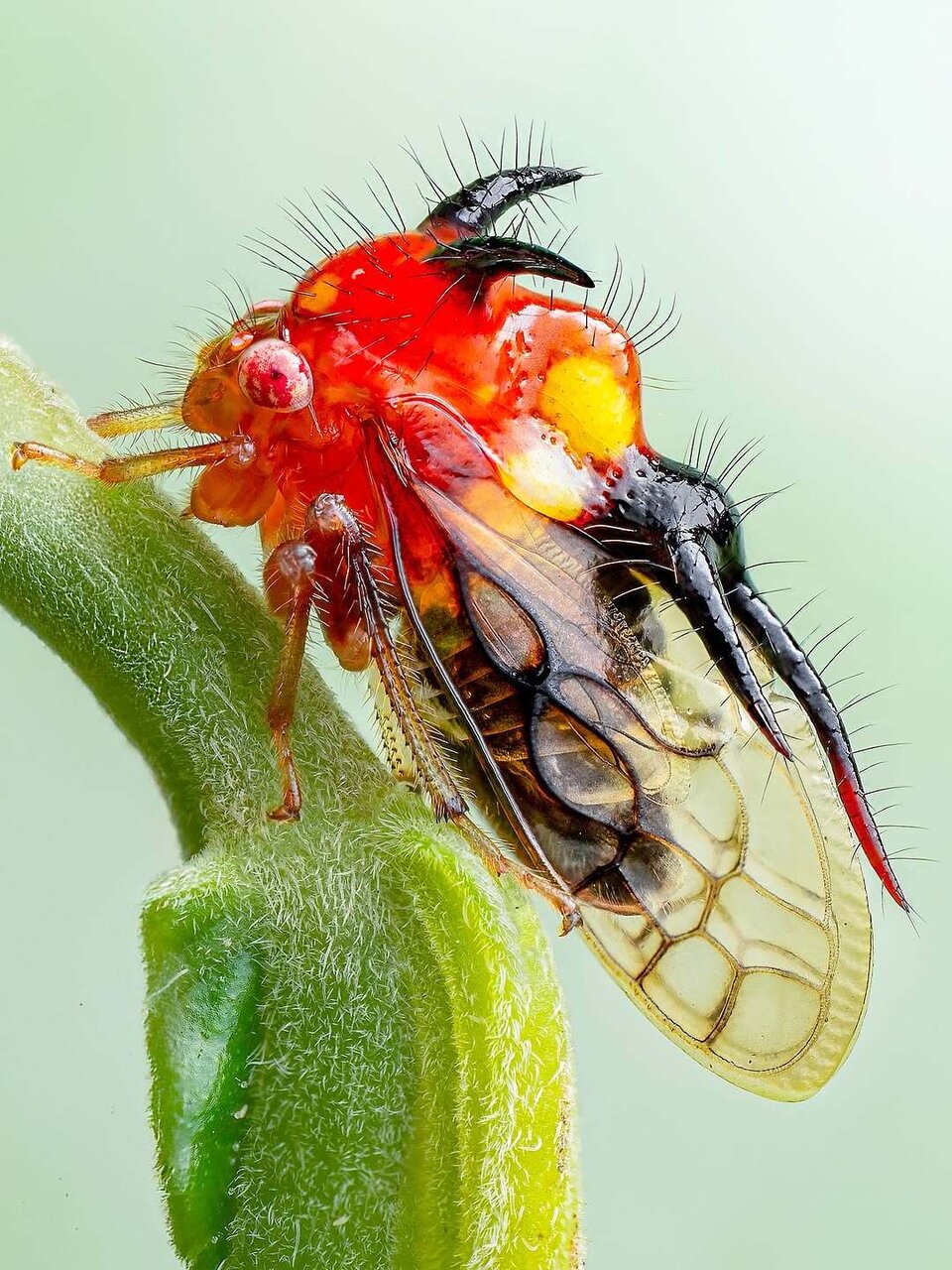 دیده شدن «شیطان شاخدار» در اکوادور! | عکس