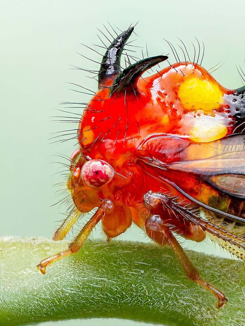 دیده شدن «شیطان شاخدار» در اکوادور! | عکس