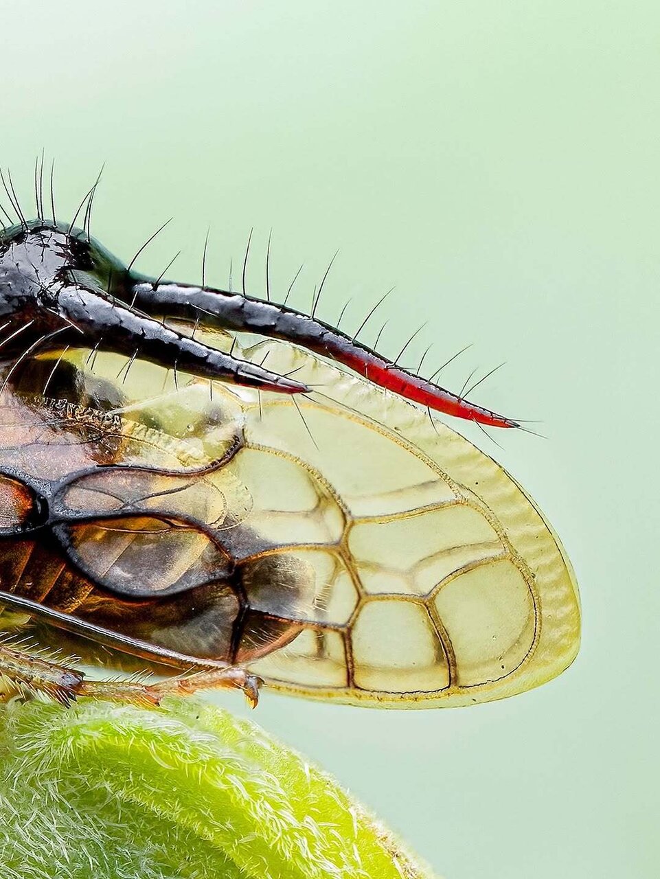 دیده شدن «شیطان شاخدار» در اکوادور! | عکس