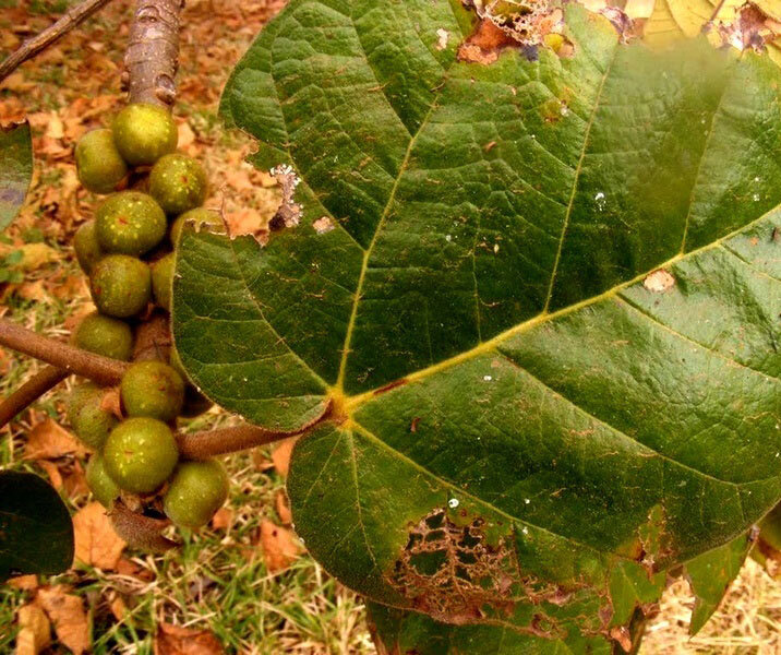 این درخت «هوا» را به «سنگ» تبدیل میکند!