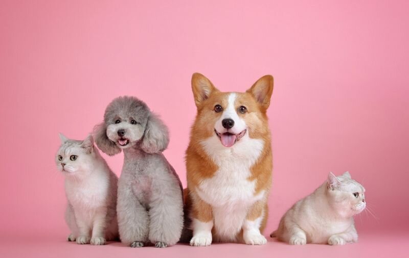 حیوانات خانگی