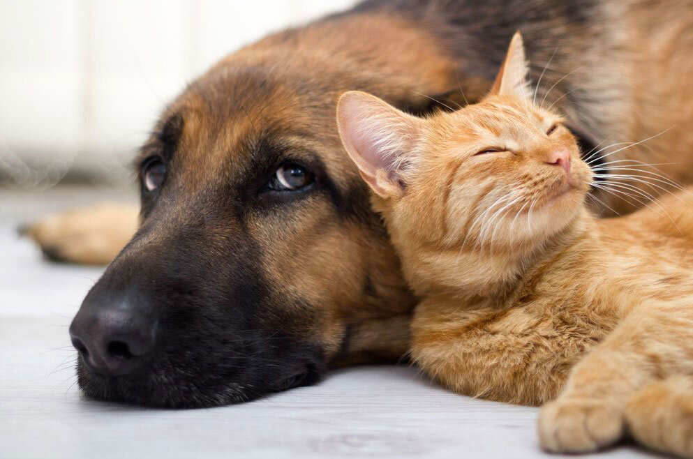 حیوان خانگی دارید، مراقب باشید به این بیماری‌ها مبتلا نشوید