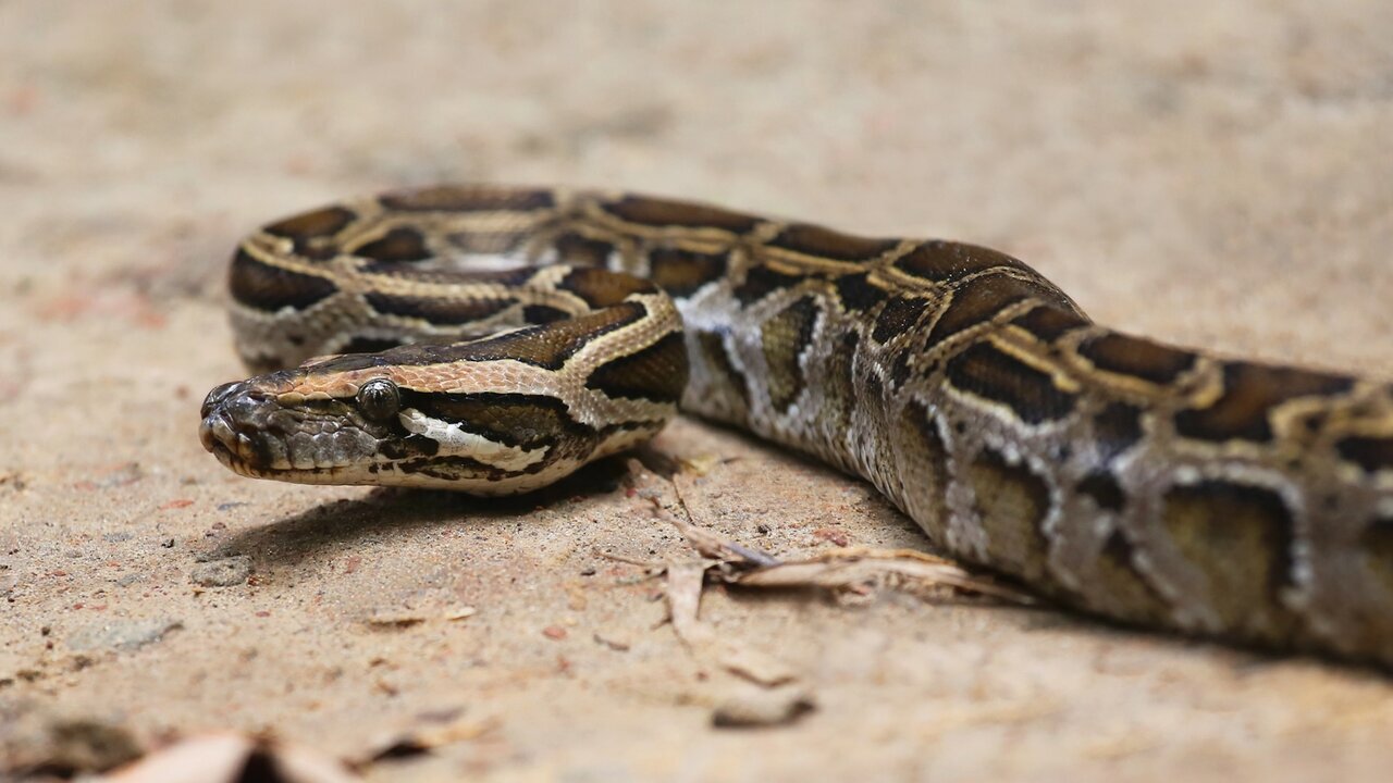 راز شگفتانگیز مارهای پیتون؛ بلعیدن و هضم یک آهو با استخوانهایش! | عکس