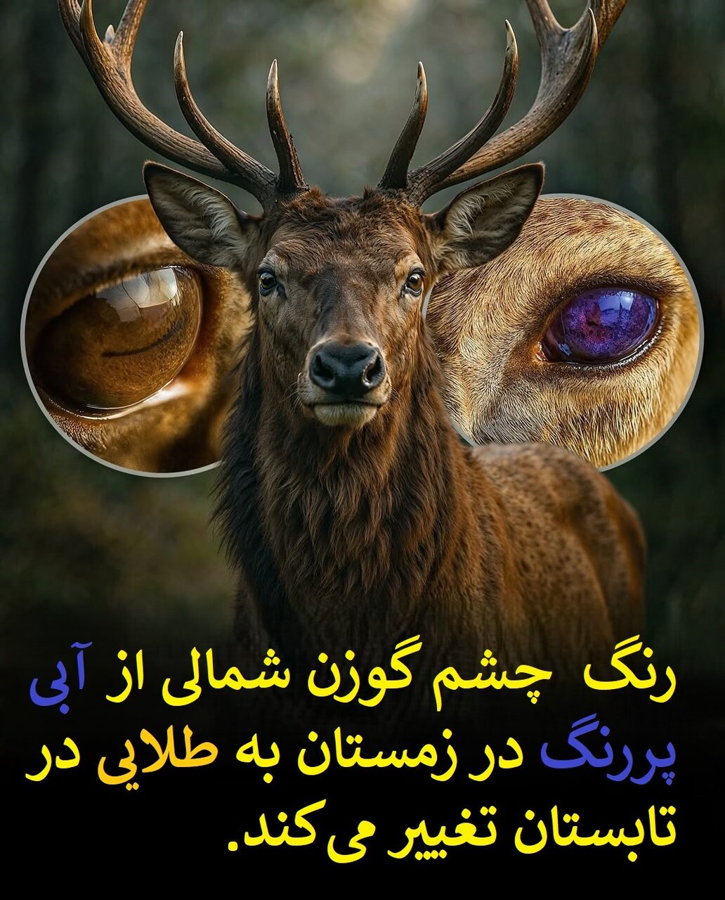 راز تغییر رنگ چشم‌ها برای بقا در طبیعت | عکس