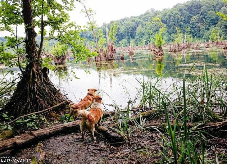 دریاچه ارواح نوشهر؛ سفری به دنیای ترس و سکوت
