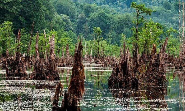 دریاچه ارواح نوشهر؛ سفری به دنیای ترس و سکوت