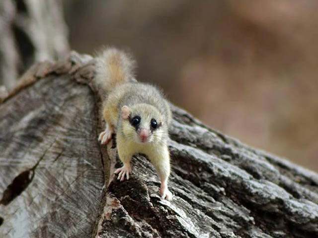 پای سنجابک به کویر باز شد | دلیل حضور گونه غیرکویری در نائین چیست؟