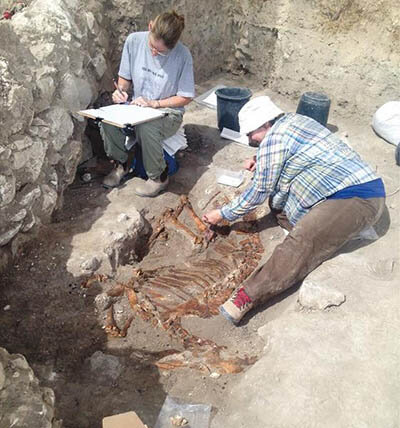 کشف «الاغ قربانی شدۀ مصری» بعد از ۵ هزار سال | عکس