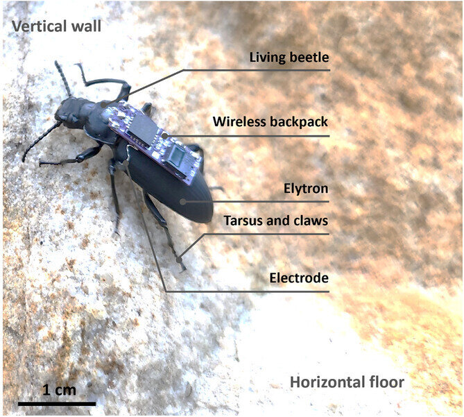 ارتش سوسکهای نینجا ! + عکس