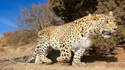 پلنگ ایرانی در حال خوردن شکار خود در پارک ملی خبر + ویدئو