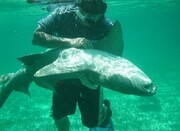 شکارچیانی که شکار شده‌ اند | کاهش ۷۰ درصدی جمعیت کوسه‌ ها در ایران | افسانه های ایران درباره کوسه چه می گوید؟