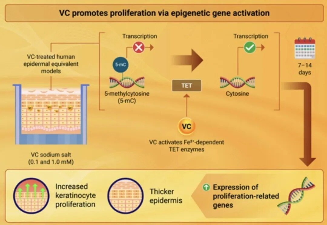 ویتامین C با این روش به جوانسازی پوست کمک میکند
