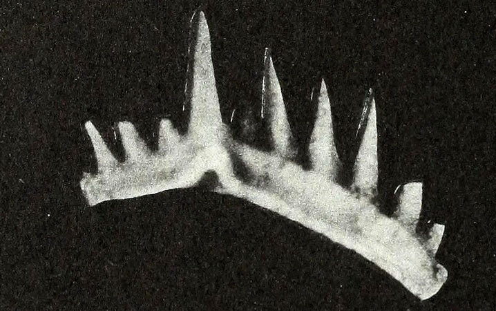 تیزترین «دندان» تاریخ متعلق به این جانور منقرضشده است