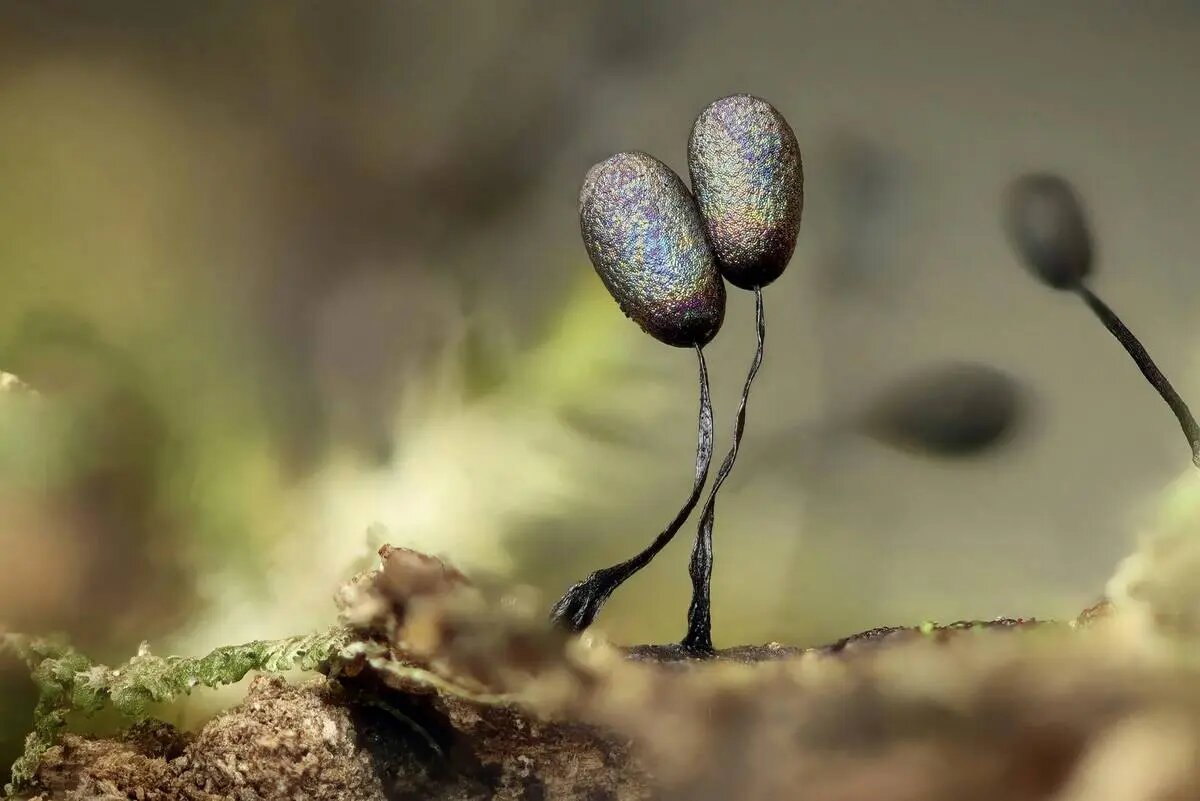 شگفتی‌های علم در قاب دوربین عکاسی | عکس