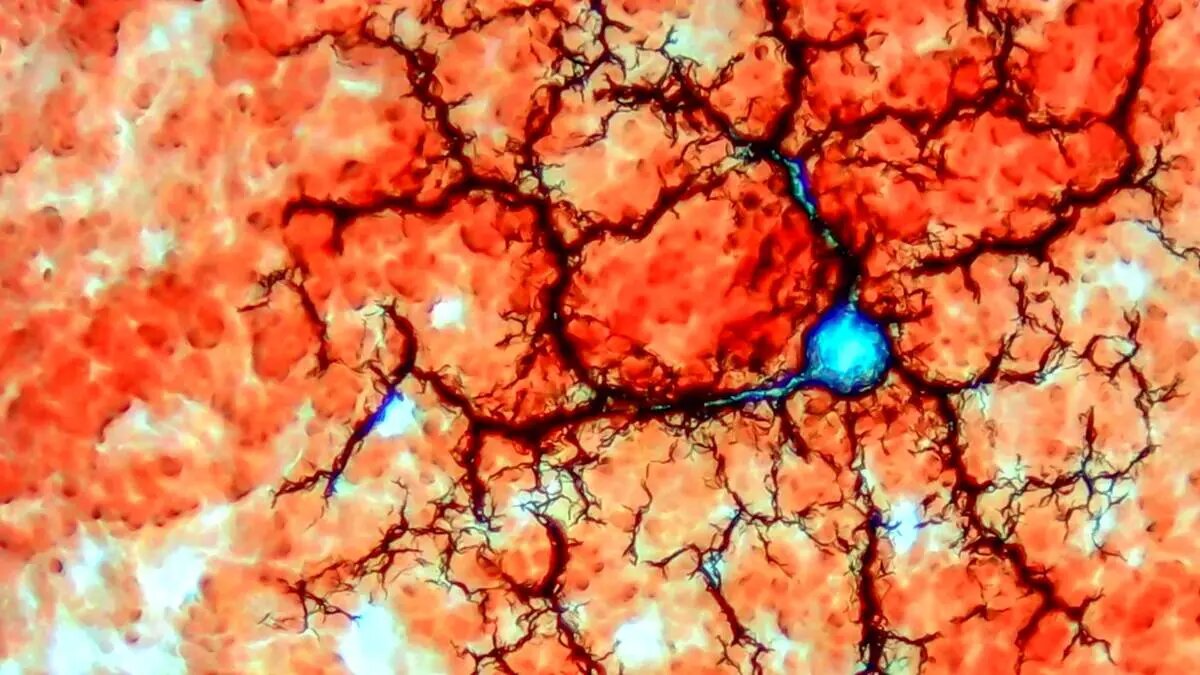 شگفتیهای علم در قاب دوربین عکاسی | عکس