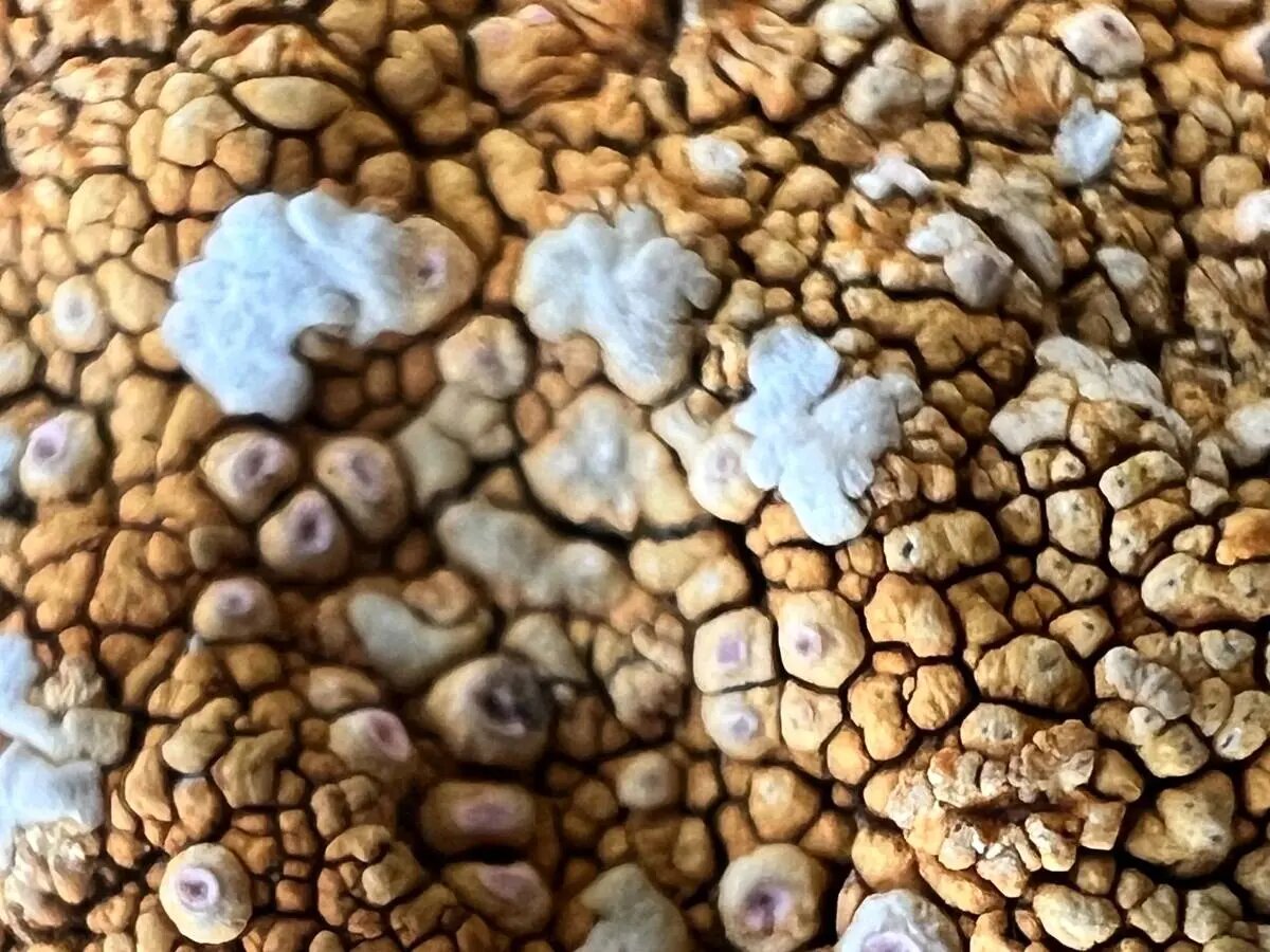 شگفتی‌های علم در قاب دوربین عکاسی | عکس