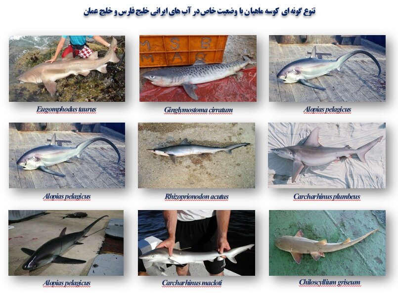 شکارچیانی که شکار شده اند | کاهش ۷۰ درصدی جمعیت کوسه ها در ایران | افسانه های ایران درباره کوسه چه می گوید؟