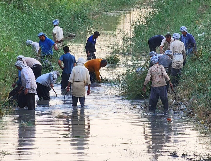 نجات نخل‌ ها در خرما پزان شادگان |  اینجا کسی منتظر کمک نیست! + ویدئو