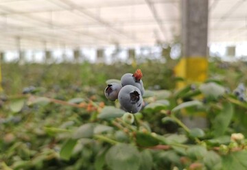 اینجا استوای ایران است / تولید بلوبری در قلب زاگرس