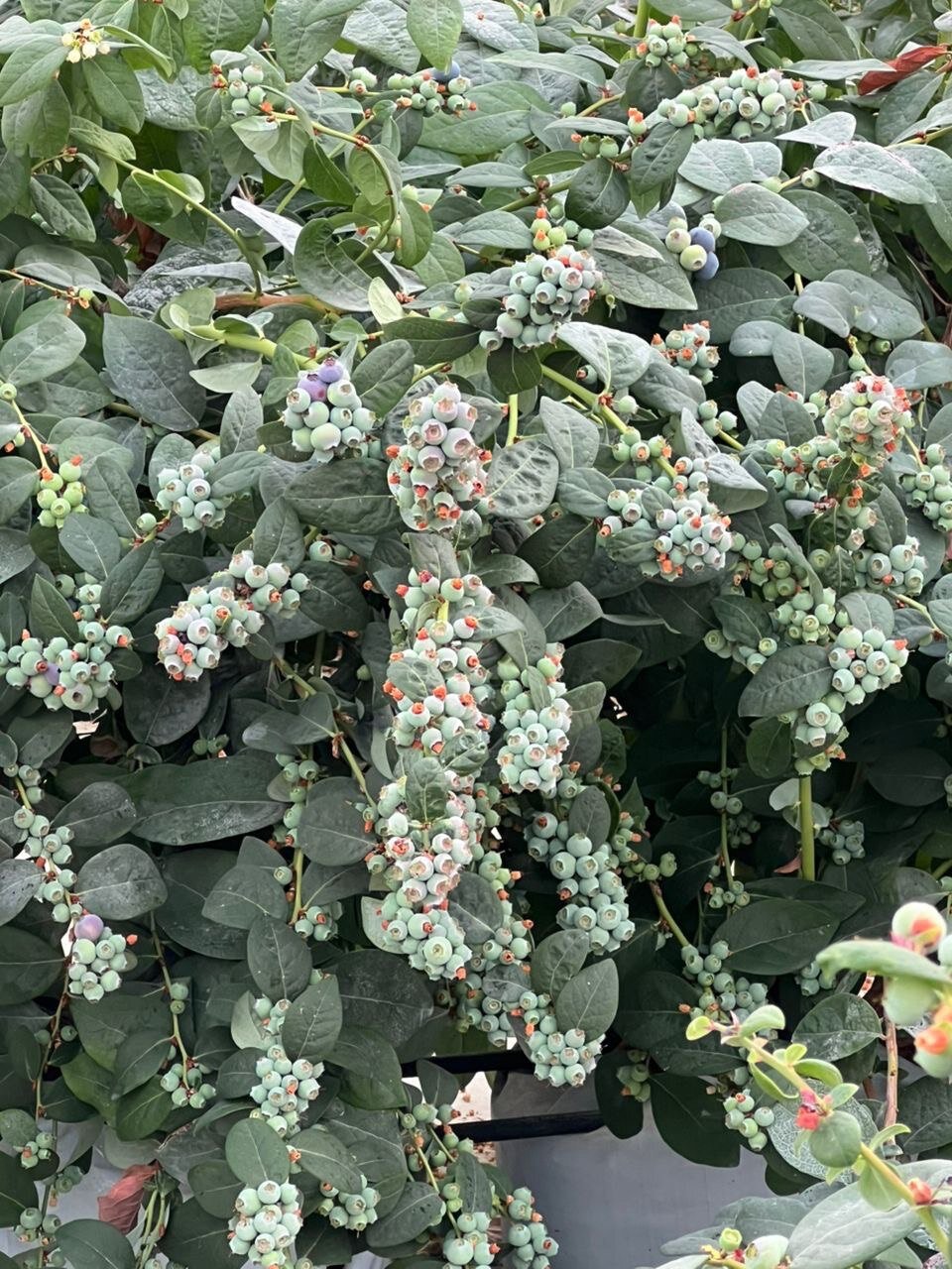 اینجا استوای ایران است / تولید بلوبری در قلب زاگرس