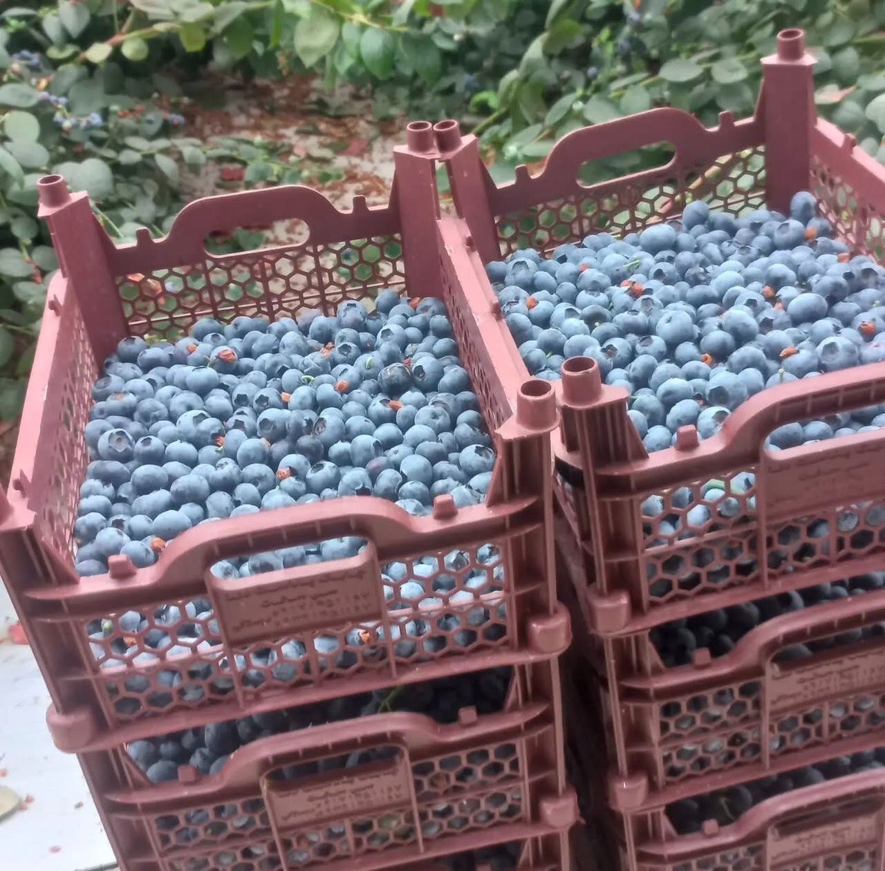 اینجا استوای ایران است / تولید بلوبری در قلب زاگرس