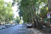 چنارهای ولیعصر، خط قرمز شهرداری است
