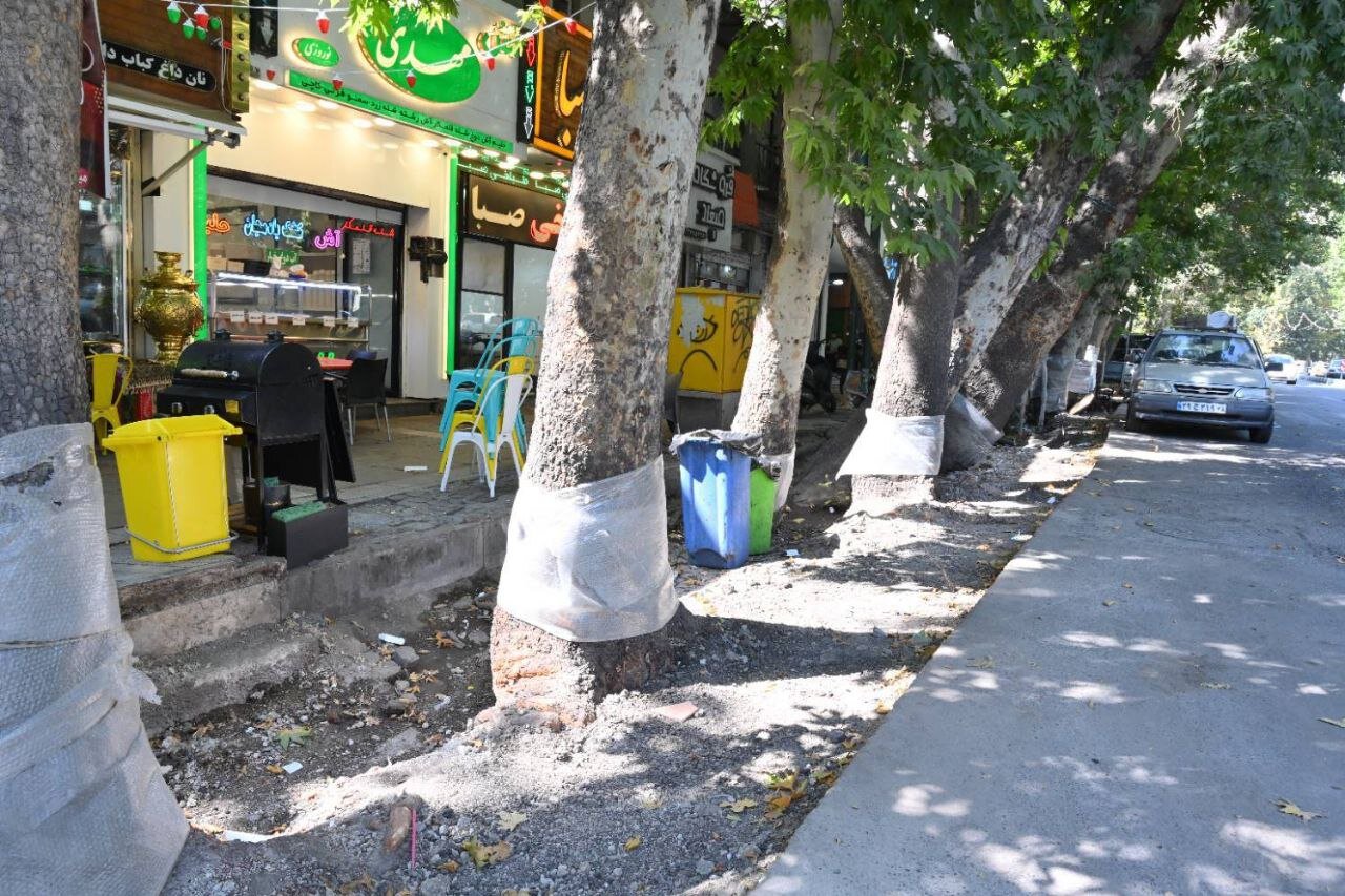 چنارهای کهنسال ولیعصر زنده می مانند نهر خیابان ولیعصر