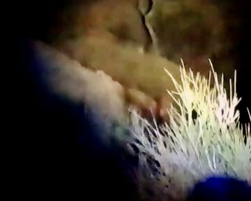 حیوان در حال انقراض برای اولین بار در این منطقه دیده شد؛ مردم مراقب باشند! + فیلم