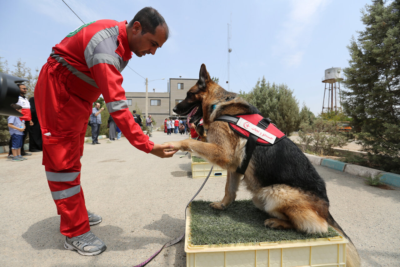 این سگ ها مسلط به زبان انگلیسی هستند | یک روایت از محبوب ترین سگ های ایران