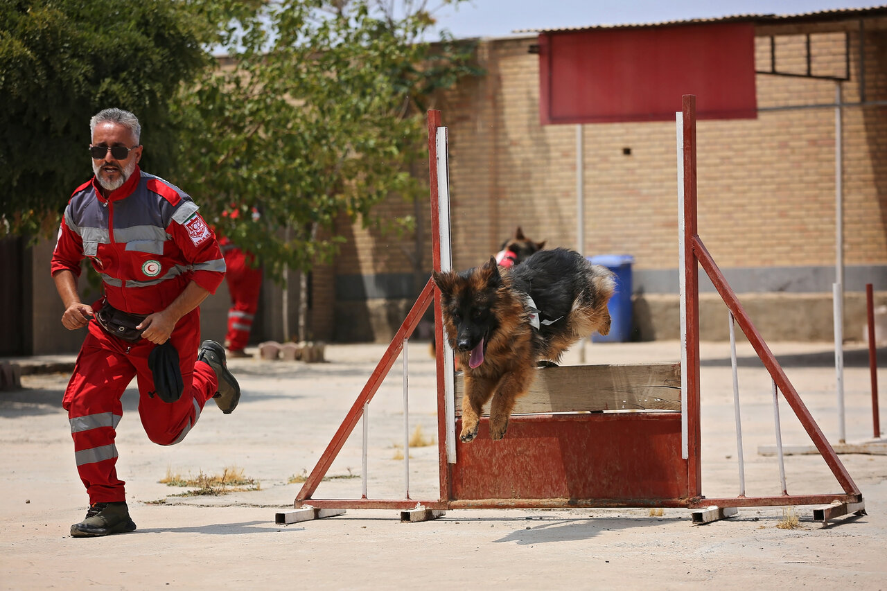 این سگ ها مسلط به زبان انگلیسی هستند | یک روایت از محبوب ترین سگ های ایران