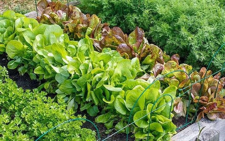 چه سبزی‌هایی را در تابستان بکاریم؟ راهنمای کاشت سبزیجات در تابستان