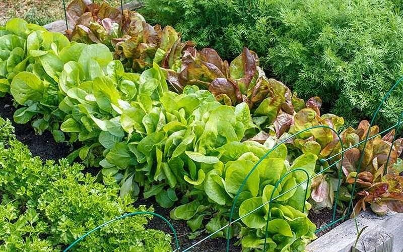 شش گام ساده هاروارد برای تغذیه سالمتر