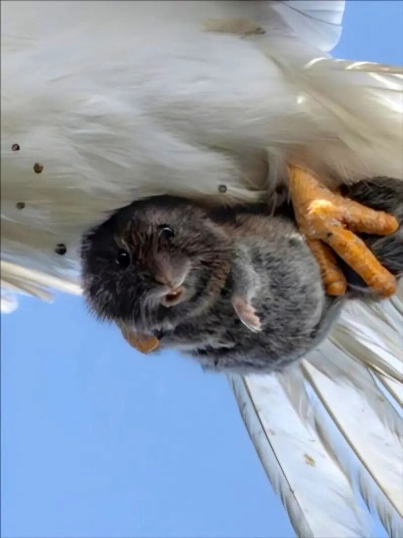 شکار لحظه شگفتانگیز؛ آخرین نگاه طعمه! | عکس