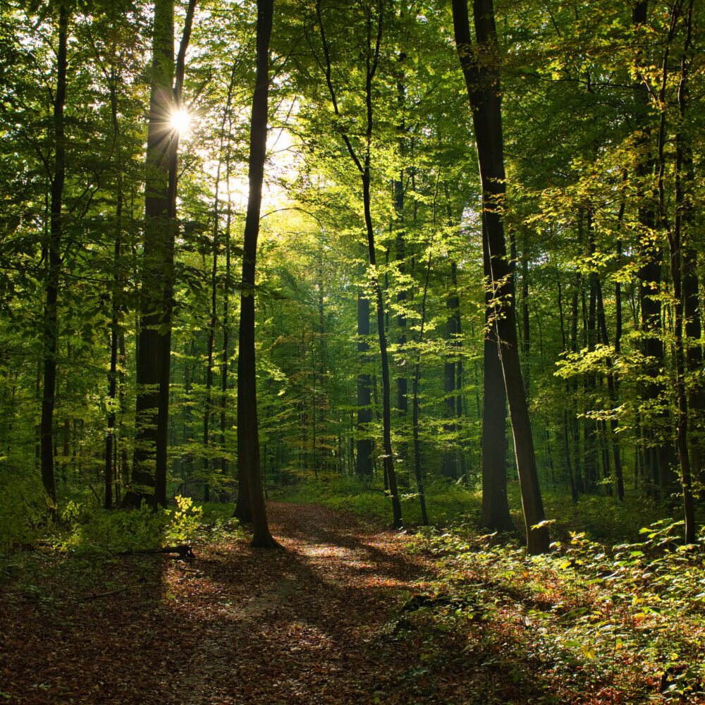 جنگلها چگونه میتوانند آینده کره زمین را نجات دهند؟