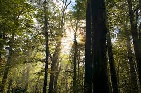 جنگلها چگونه میتوانند آینده کره زمین را نجات دهند؟