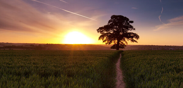 جنگلها چگونه میتوانند آینده کره زمین را نجات دهند؟