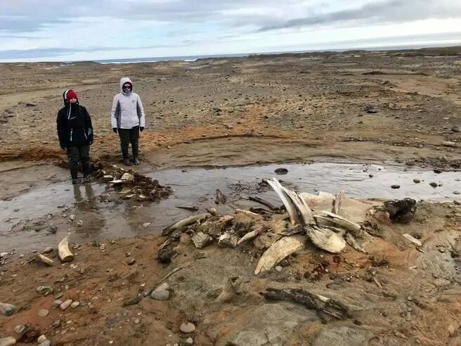 پیدا شدن بقایای نهنگهای باستانی در جزیره ویلچک | عکس